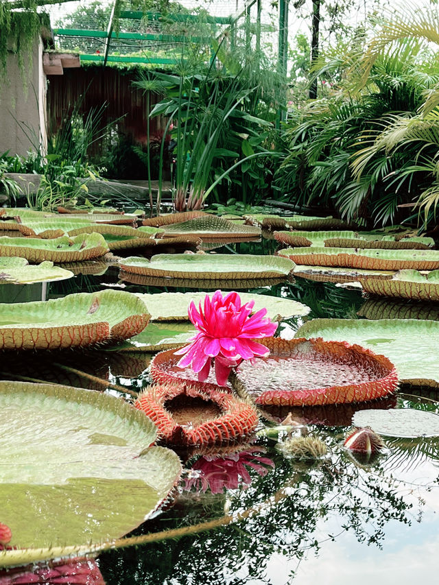 Blush of Serenity: Most Beautiful Secret Garden on One U Rooftop