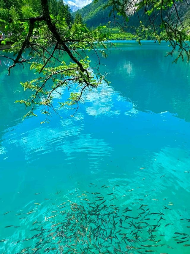 Where Nature Paints with Magic: Discovering Jiuzhaigou