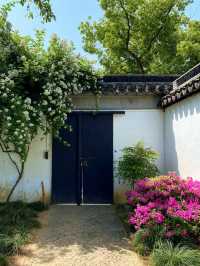 Blooming Roses at Keyuan Garden — Suzhou’s Springtime Star