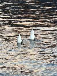 Alchemy On Water: When Sunbeams Become Volts