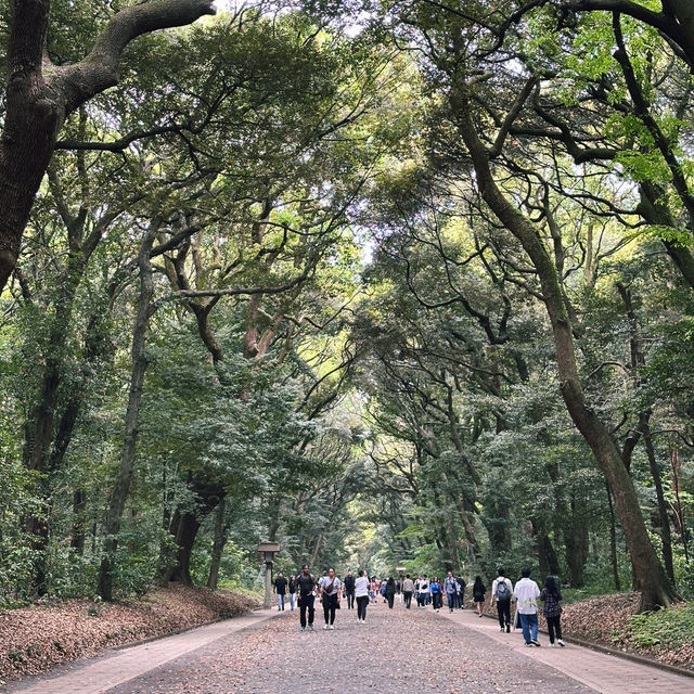 도쿄 여행 중 꼭 들러야 할 힐링 명소, 메이지 신궁