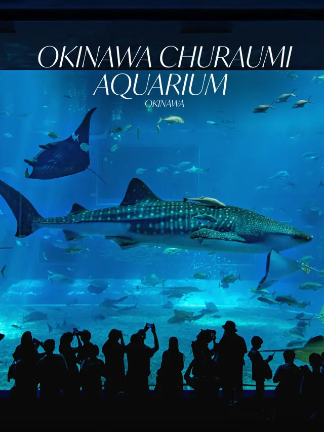 Okinawa Churaumi Aquarium ไปดูน้องฉลามวาฬตัวโต🐋