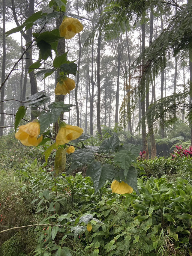 A Thrilling Sensation Crossing the Wood Bridge in Orchid Forest Cikole
