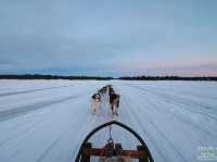 🇸🇪 스웨덴 키루나 허스키 썰매 투어 가이드 🐺❄️
