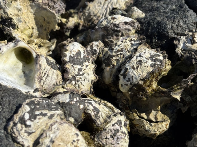 🌊澎湖池西虎目滬湖🐠