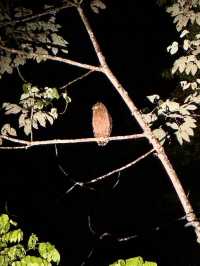 1StopBorneo Wildlife - Malaysia 