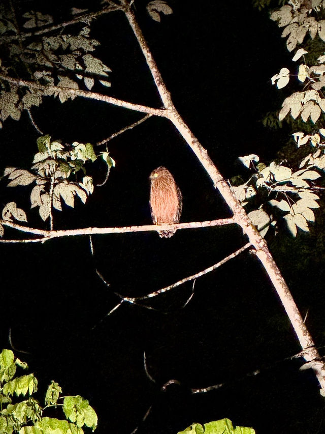 1StopBorneo Wildlife - Malaysia 