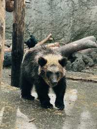 🐻✨【熊熊揮手Say Hi!】登別熊牧場親子放電大冒險!纜車上山睇靚景、餵熊熊互動超有趣、仲有鴨仔賽跑同小熊萌爆登場~一家大細一齊出發,開心又放電!
