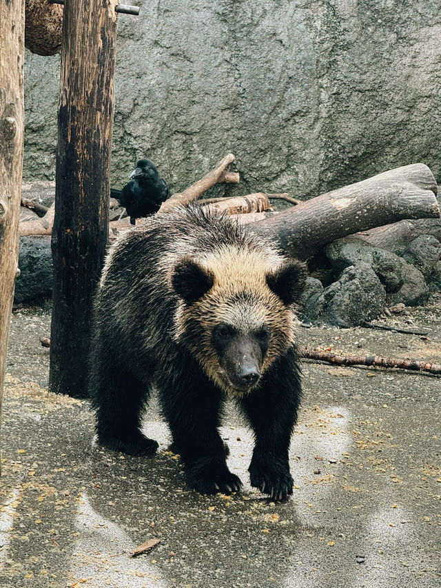 🐻✨【熊熊揮手Say Hi!】登別熊牧場親子放電大冒險!纜車上山睇靚景、餵熊熊互動超有趣、仲有鴨仔賽跑同小熊萌爆登場~一家大細一齊出發,開心又放電!  🐻✨【熊熊揮手Say Hi!】登別熊牧場親子放電大冒險!纜車上山睇靚景、餵熊熊互動超有趣、仲有鴨仔賽跑同小熊萌爆登場~一家大細一齊出發,開心又放電!