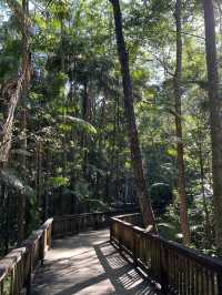 Budrim Forrest walk relaxin calm