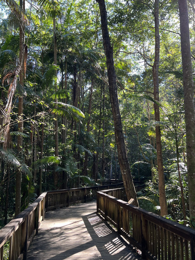 Budrim Forrest walk relaxin calm