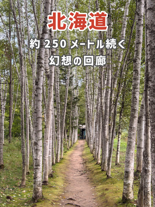 【北海道】美瑛で出会う白と緑の幻想回廊🌳✨