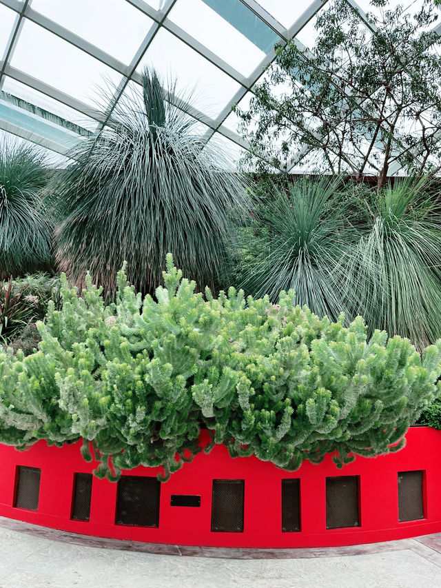 Flower Dome: Must-Visit for Colorful Blooms and Instagram-Worthy Moments