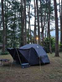 ⛺️ ลานกางเต็นท์ ดงสน | ดอยอินทนนท์