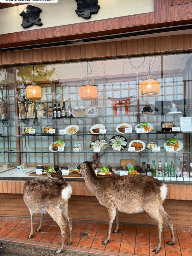 Miyajima Magic🌊