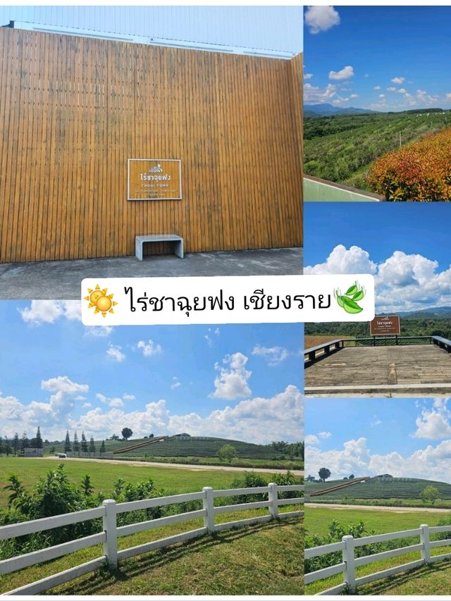 ☀️ ไร่ชาฉุยฟง เชียงราย 🍃