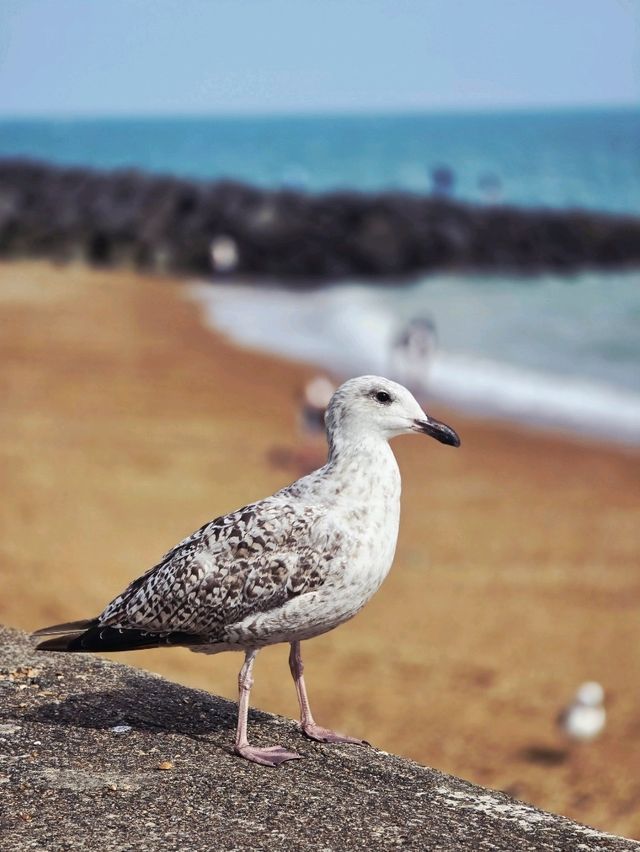 🌊 Seaside Calm and Coastal Charm - A Trip to Folkestone