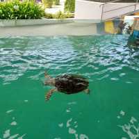 ศูนย์อนุรักษ์พันธุ์เต่าทะเล กองทัพเรือ