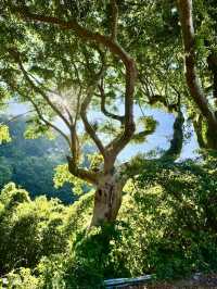 北投最夯的景點~草山觀瀑吊橋及猴崁古道走走