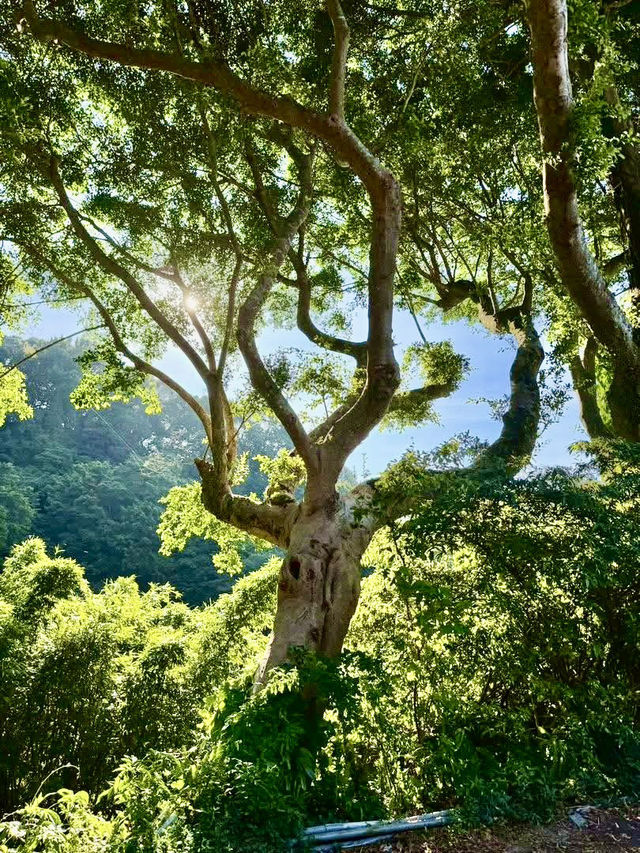 北投最夯的景點~草山觀瀑吊橋及猴崁古道走走 北投最夯的景點~草山觀瀑吊橋及猴崁古道走走