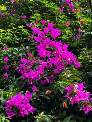 🌿 Athens National Garden – A Green Pause Between Timeless Landmarks