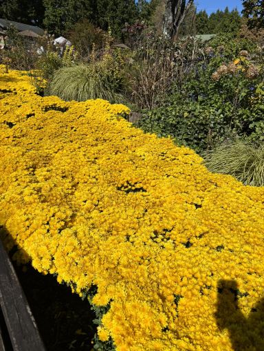 大分県・九重町】九州でも北海道のような花畑景色が見れる！ | Trip