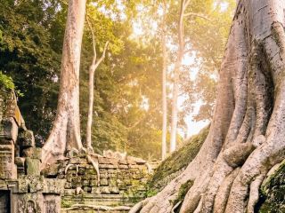 🪾 Raising by the Ta Prohm Temple