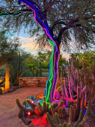 Discover the Desert's Hidden Beauty 🌵✨