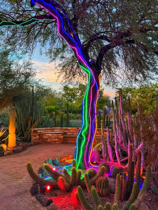 Discover the Desert's Hidden Beauty 🌵✨