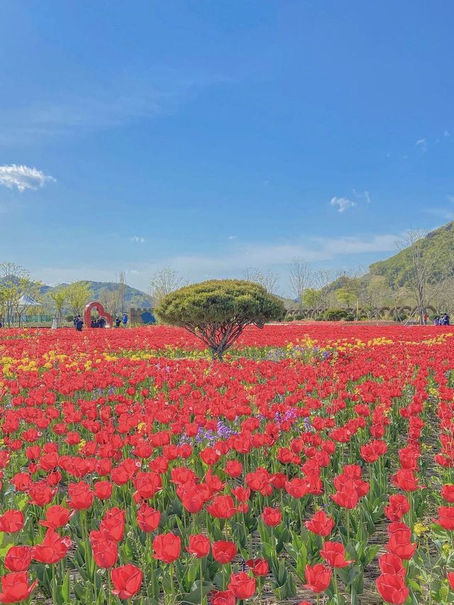 사랑의 고백, 양산 황산공원🌷