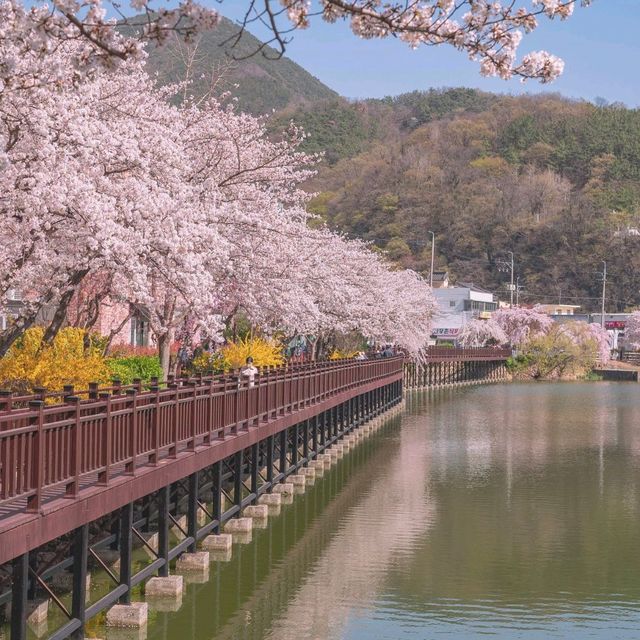 벚꽃터널을 여유롭게 걸을 수 있는 명소 "창녕 연지못"