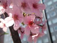 A Serene Morning in Tokyo: Sunrise in Asakusa, Cherry Blossoms, and Breakfast at Starbucks Reserve