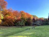 Adelaide 紅葉🍁秘景
