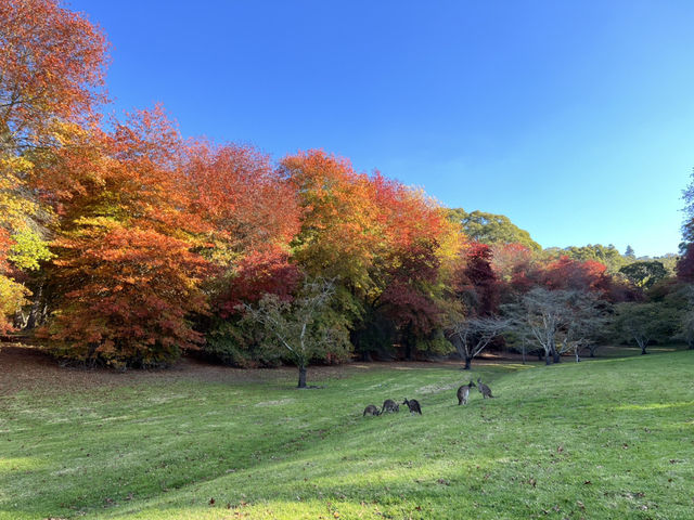 Adelaide 紅葉🍁秘景