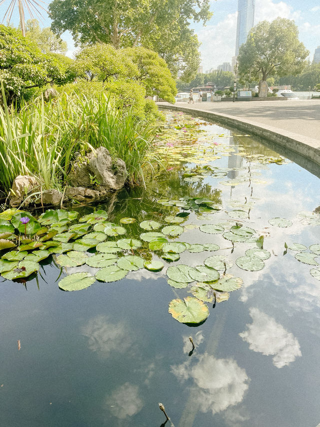 Peaceful Afternoon at Xuanwu Lake 🌿✨