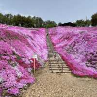 日本最後秘境—北海道的粉紅地毯/東藻琴芝櫻公園
