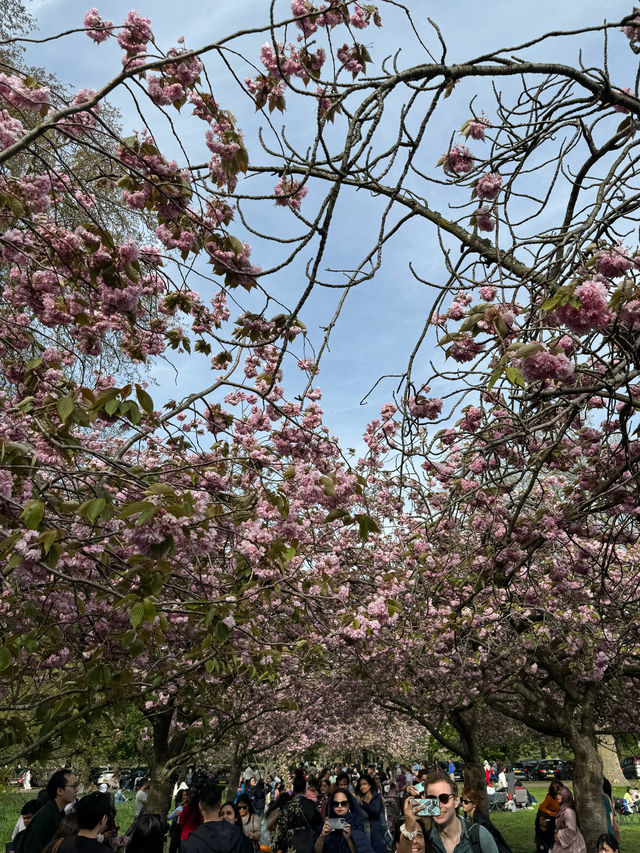 【🇬🇧倫敦春天必遊🌸】Greenwich Park櫻花大道及野餐好去處🍃