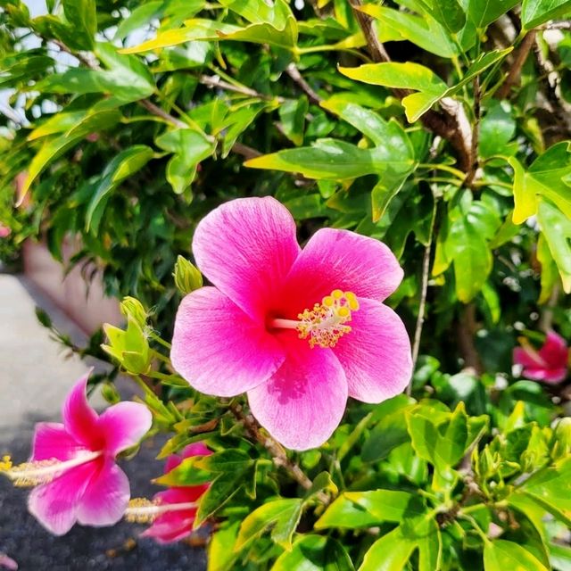 🌺沖繩南方海灘酒店🌺露台俯瞰東海港灣✨️
