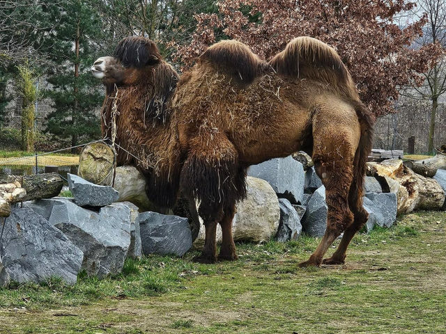 ZOO PARK Vyškov 🗺️
