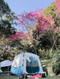 Camping under the cherry tree 🇹🇭 