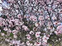 Pretty Spring Petals