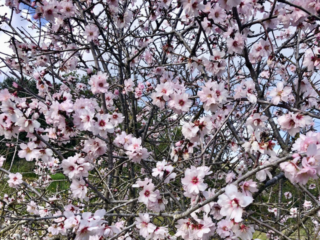 Pretty Spring Petals