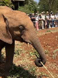 Nairobi Elephant Orphanage – Tiny Trunks, Big Hearts 🐘