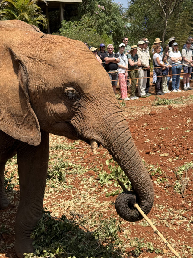 Nairobi Elephant Orphanage – Tiny Trunks, Big Hearts 🐘