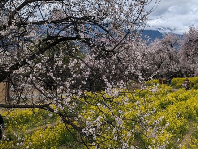 #西藏深度旅遊