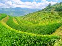 🌾 Stairway to Heaven: LongJi’s Golden Rice Terraces 🌄
