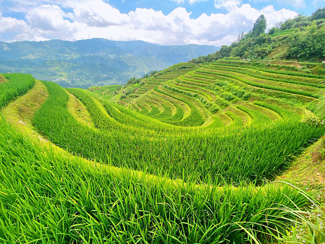 🌾 Stairway to Heaven: LongJi’s Golden Rice Terraces 🌄