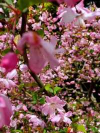 Wuxi’s Cherry Blossom Forest – What a Find!!