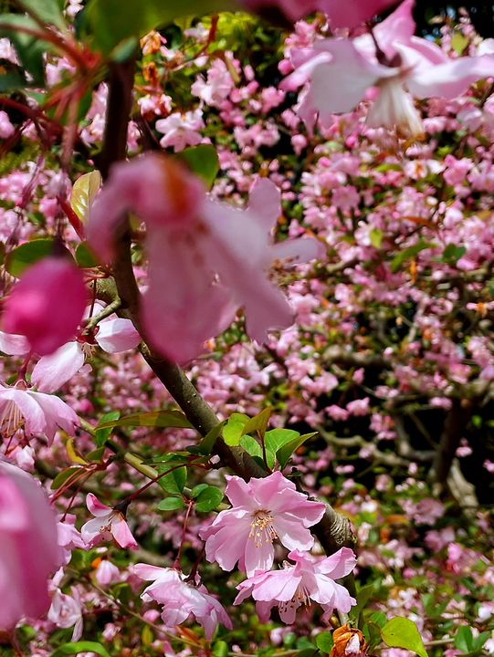 Wuxi’s Cherry Blossom Forest – What a Find!!