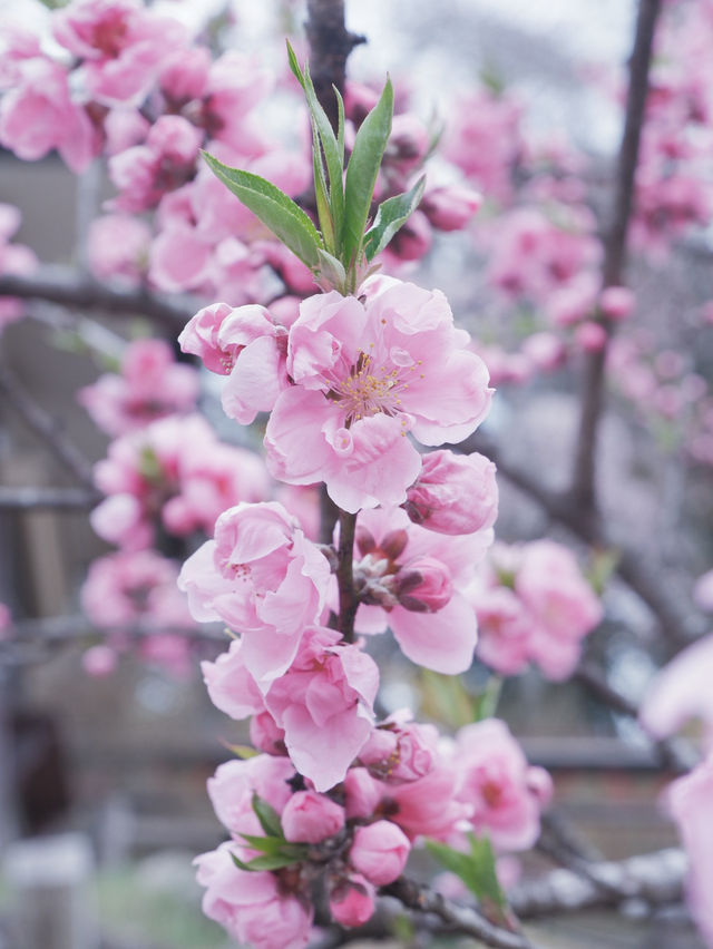 大阪直飛東北：船岡城址公園之花之丘 
